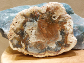 Versteend hout schijf