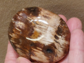 Versteend hout handsteen