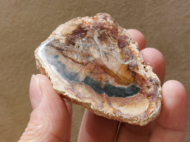 Versteend hout schijf