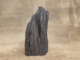 Versteend hout van de sequoia boom of mammoetboom, Duitsland