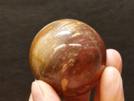 Versteend hout bol