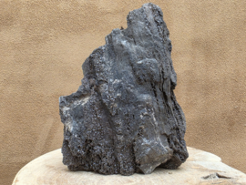 Versteend hout van de sequoia boom of mammoetboom, Duitsland
