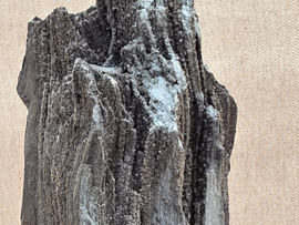 Versteend hout van de sequoia boom of mammoetboom, Duitsland