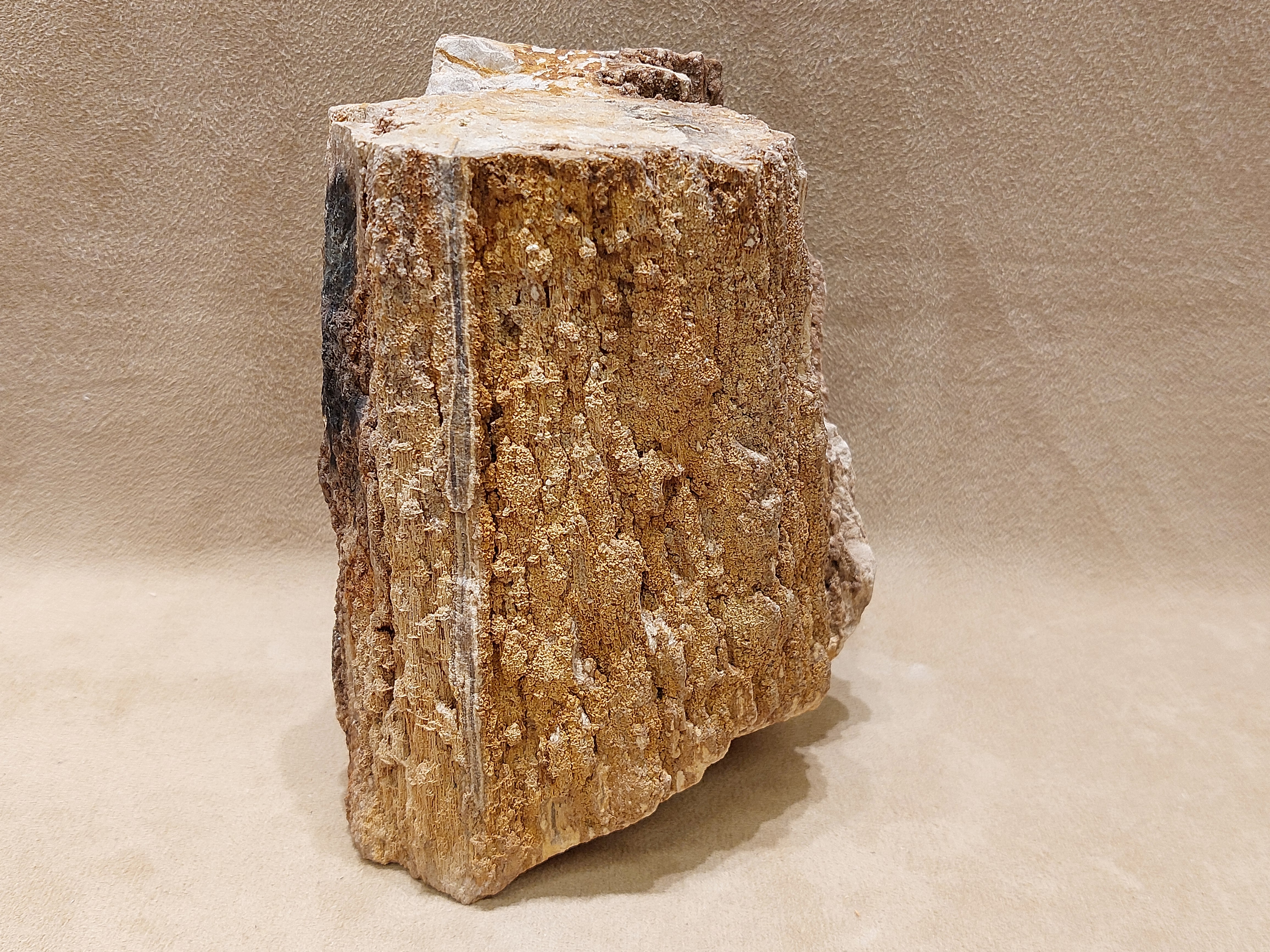 Versteend hout uit Indonesië