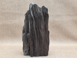 Versteend hout van de sequoia boom of mammoetboom, Duitsland