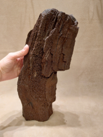 Versteend hout van de sequoia boom of mammoetboom, Duitsland