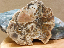 Versteend hout schijf