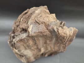 Versteend hout van de sequoia boom of mammoetboom, Duitsland