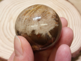 Versteend hout bol