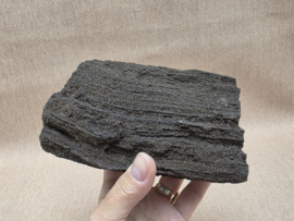 Versteend hout van de sequoia boom of mammoetboom, Duitsland