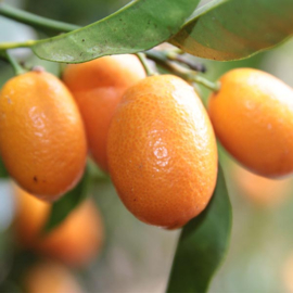 Kumquat