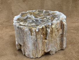 Versteend hout stam