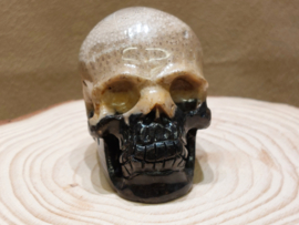 Versteend palmwortel human skull