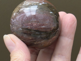 Versteend hout bol