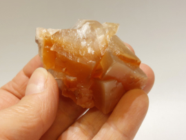 Mariposa calciet uit Mexico