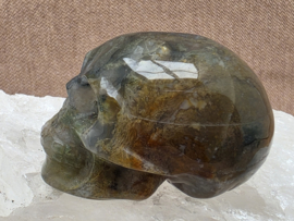 Mosagaat human skull