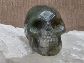 Mosagaat human skull