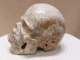 Fossiel koraal human skull