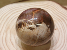 Versteend hout bol