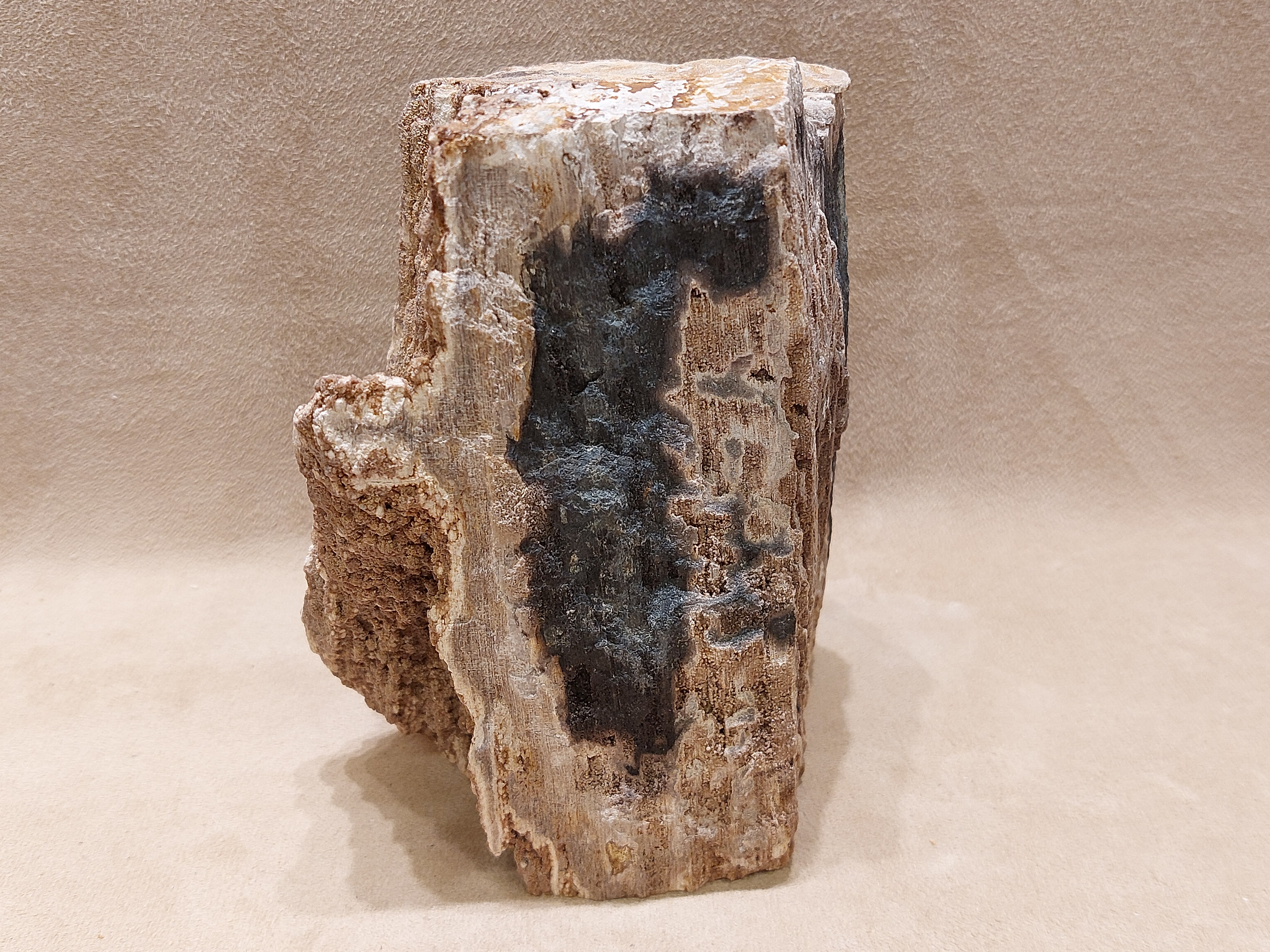 Versteend hout uit Indonesië