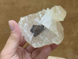 Mariposa calciet uit Mexico