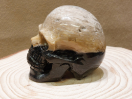 Versteend palmwortel human skull