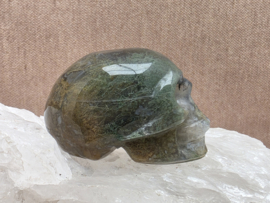 Mosagaat human skull