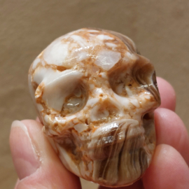 Chocolade calciet/aragoniet human skull