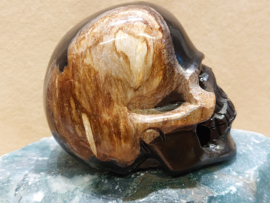 Versteend hout human skull