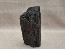 Versteend hout van de sequoia boom of mammoetboom, Duitsland