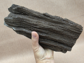 Versteend hout van de sequoia boom of mammoetboom, Duitsland