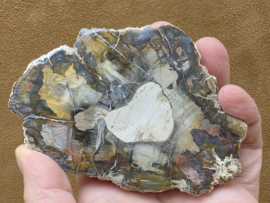 Versteend hout schijf