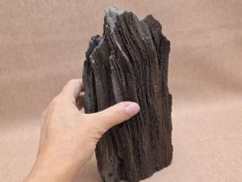 Versteend hout van de sequoia boom of mammoetboom, Duitsland