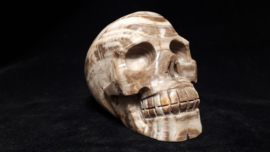 Versteend hout human skull