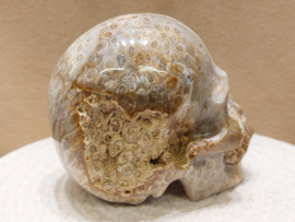 Fossiel koraal human skull