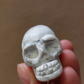 Howliet human skull