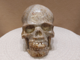 Fossiel koraal human skull