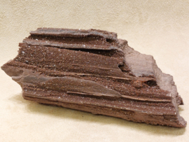 Versteend hout van de sequoia boom of mammoetboom, Duitsland