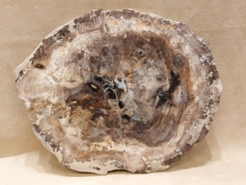 Versteend hout schijf