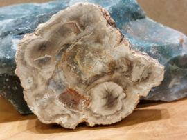 Versteend hout schijf