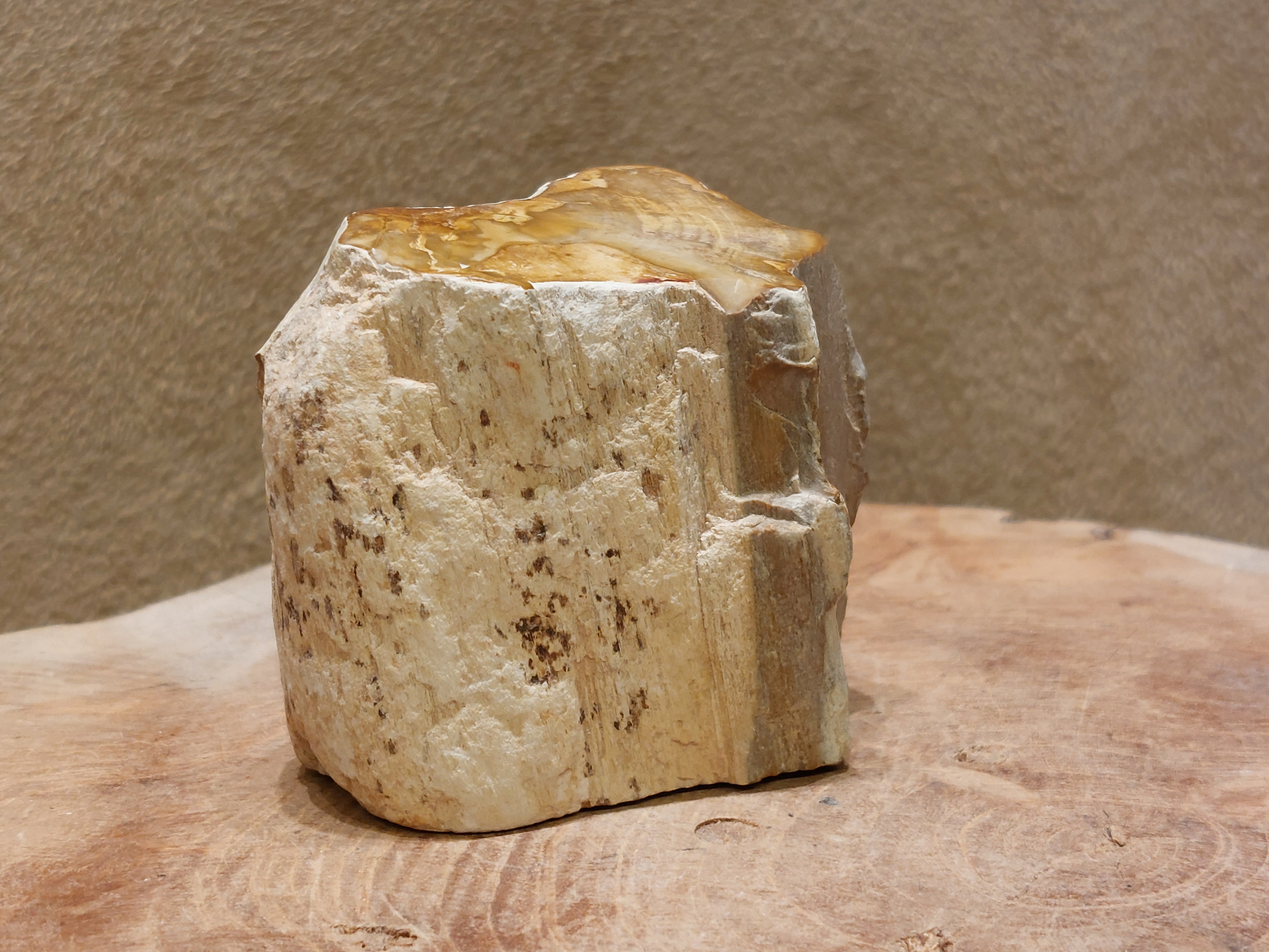 Versteend hout stammetje