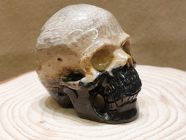 Versteend palmwortel human skull