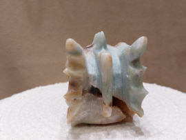 Blue carribean calciet draak
