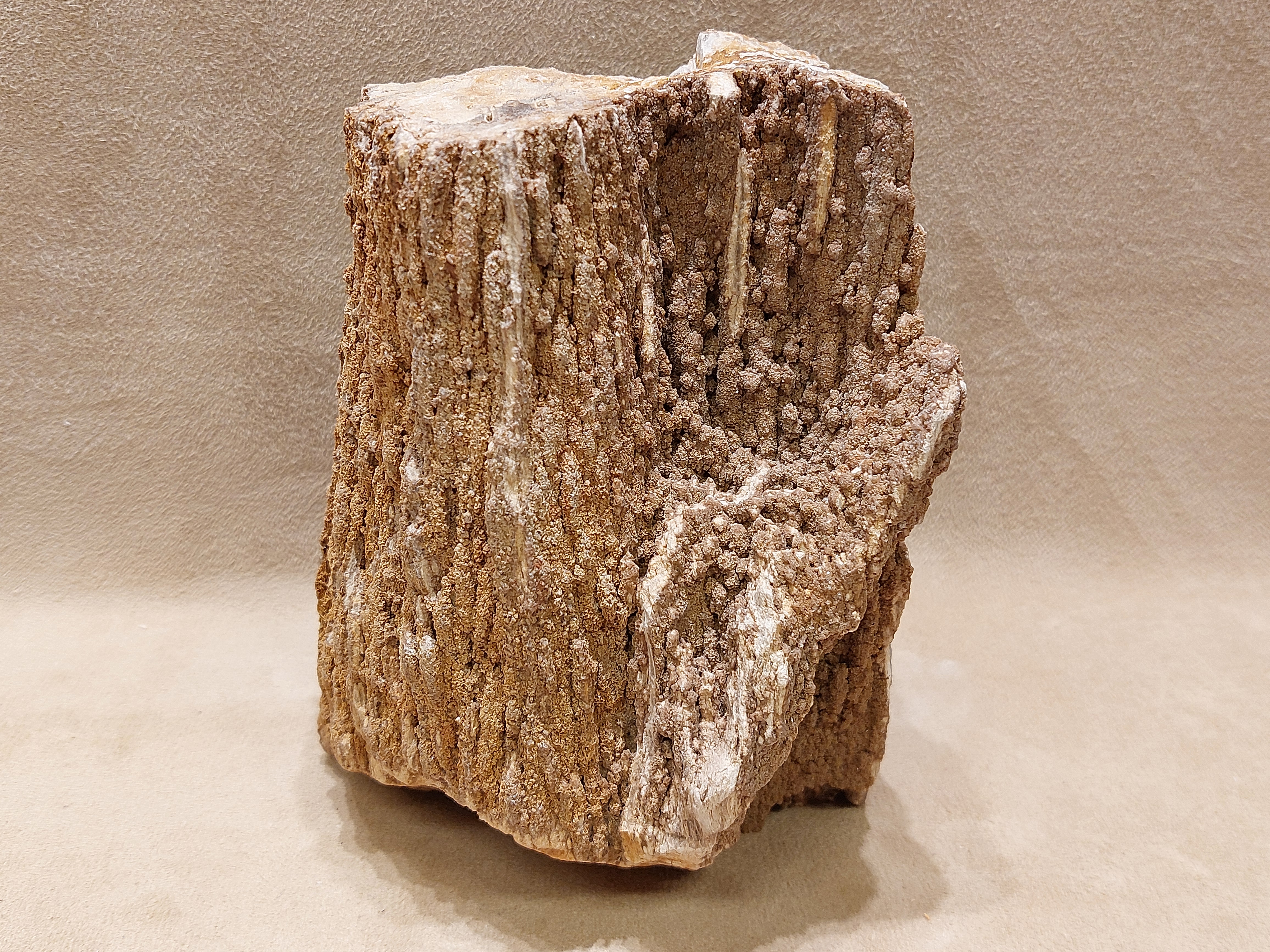 Versteend hout uit Indonesië