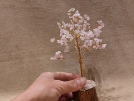 Rozenkwarts edelsteenboom klein