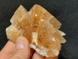 Mariposa calciet uit Mexico