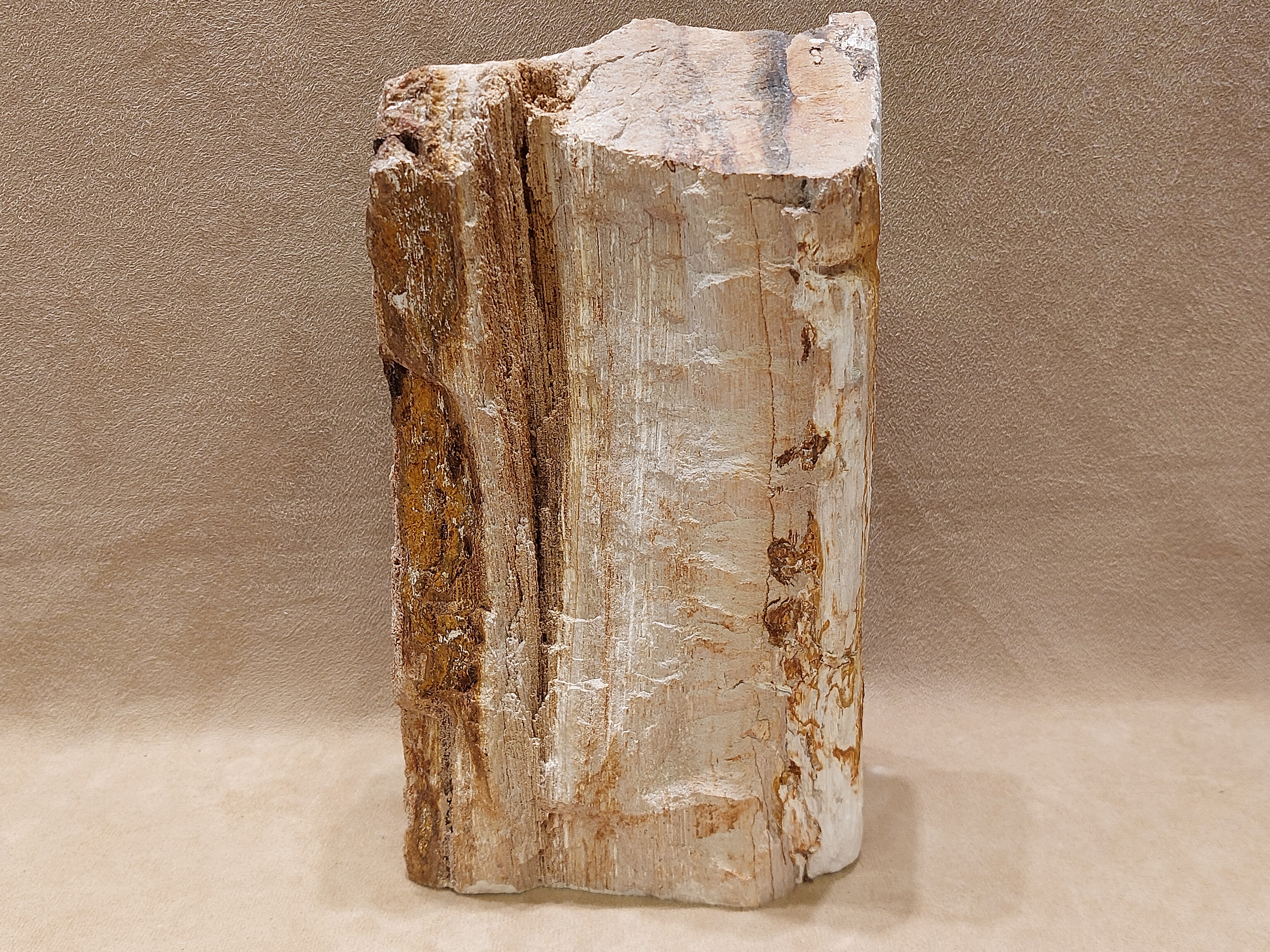 Versteend hout uit Indonesië