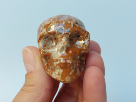 Chocolade calciet/aragoniet human skull