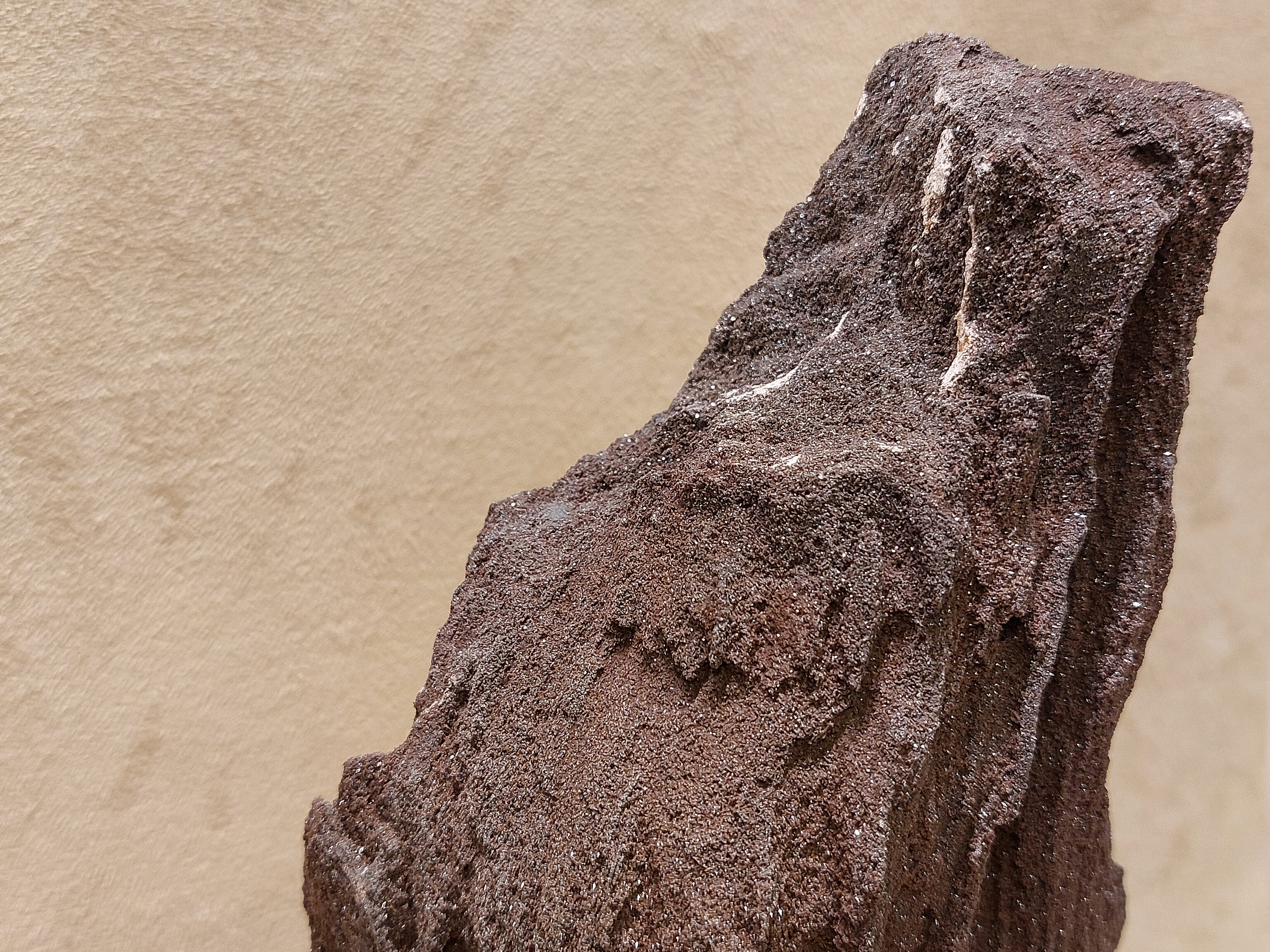 Versteend hout van de sequoia boom of mammoetboom, Duitsland