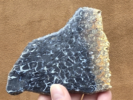 Versteend palmwortel schijf/plak uit Indonesie